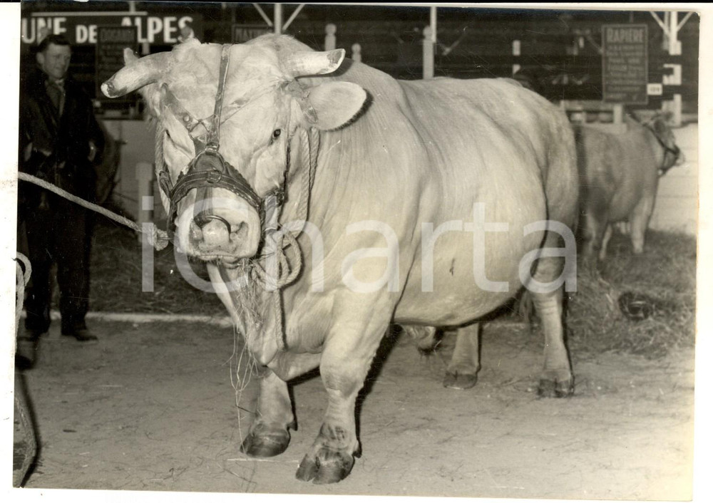 Fotografia d epoca originale 1962 PARIS Foire PORTE DE VERSAILLES Un des plus beaux taureaux Photo 18x13 cm 1