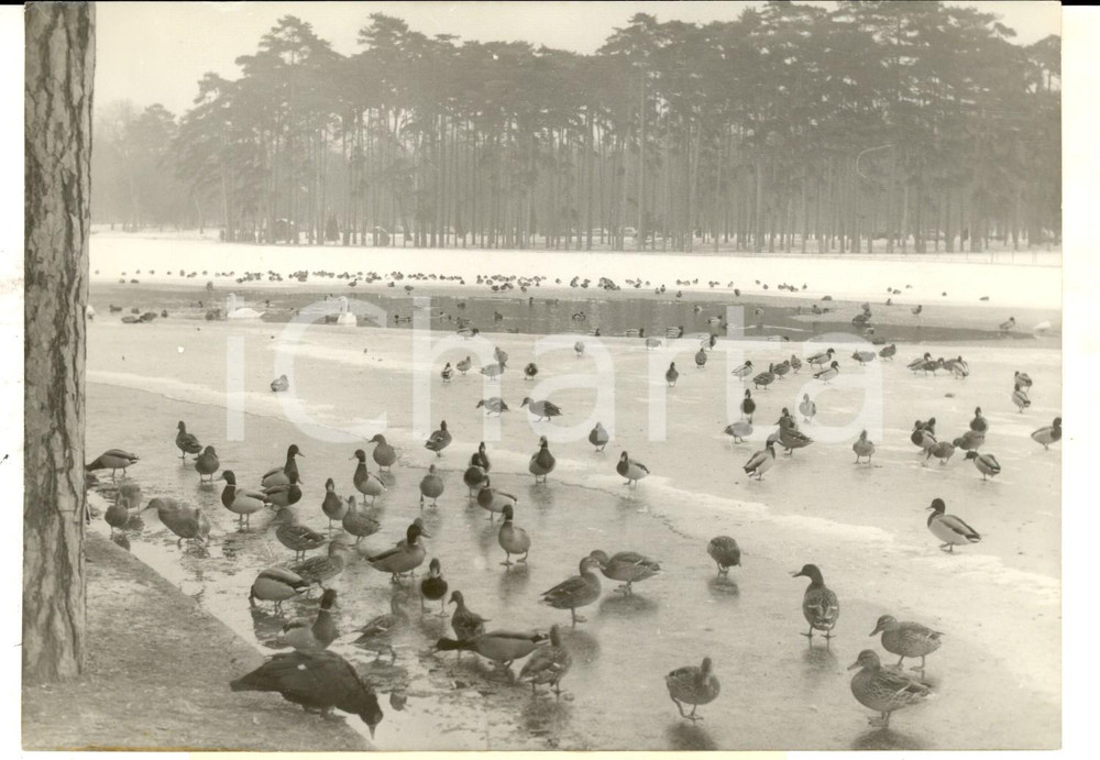 Fotografia d epoca originale 1960 PARIS BOIS DE BOULOGNE Canards font du patinage dsul le lac gelÃ©  Photo 1