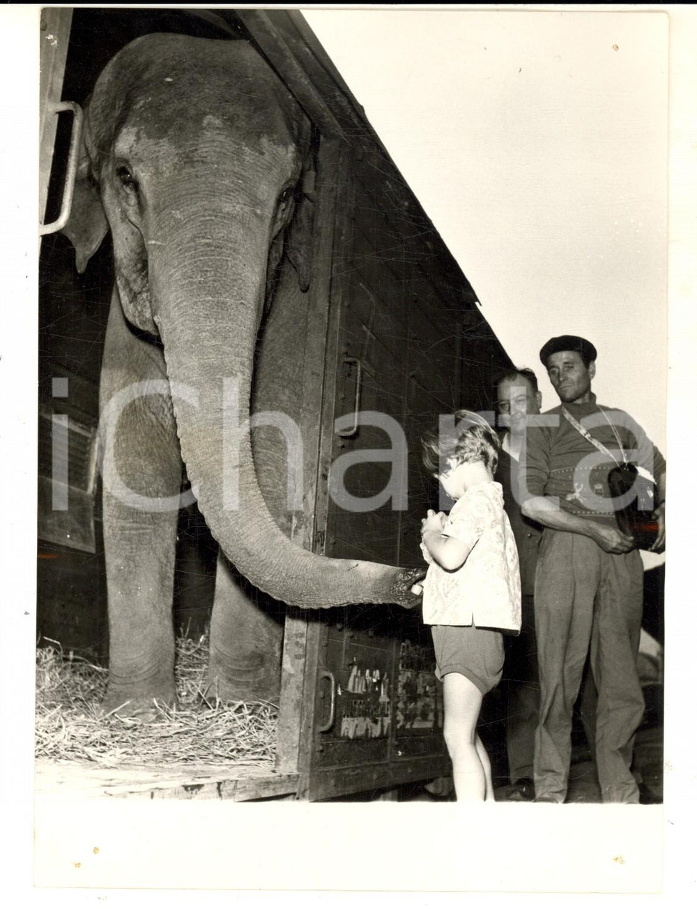 Fotografia d epoca originale 1959 TORINO Elefante JUMBO parte per ripercorrere il viaggio di Annibale  Foto 1