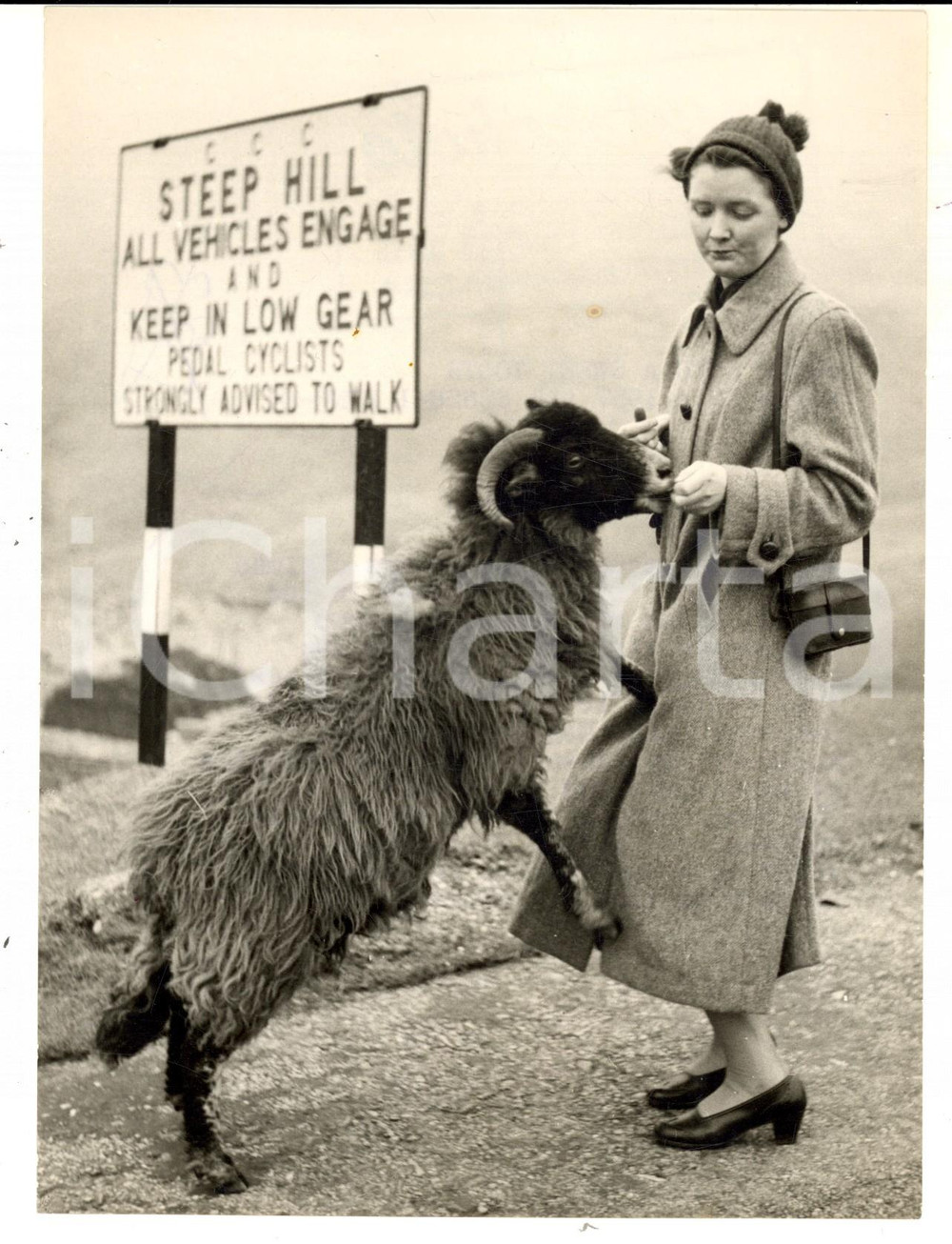 Fotografia d epoca originale 1957 HONISTER PASS A Lakeland s mountain sheep with a sweet tooth Photo 1