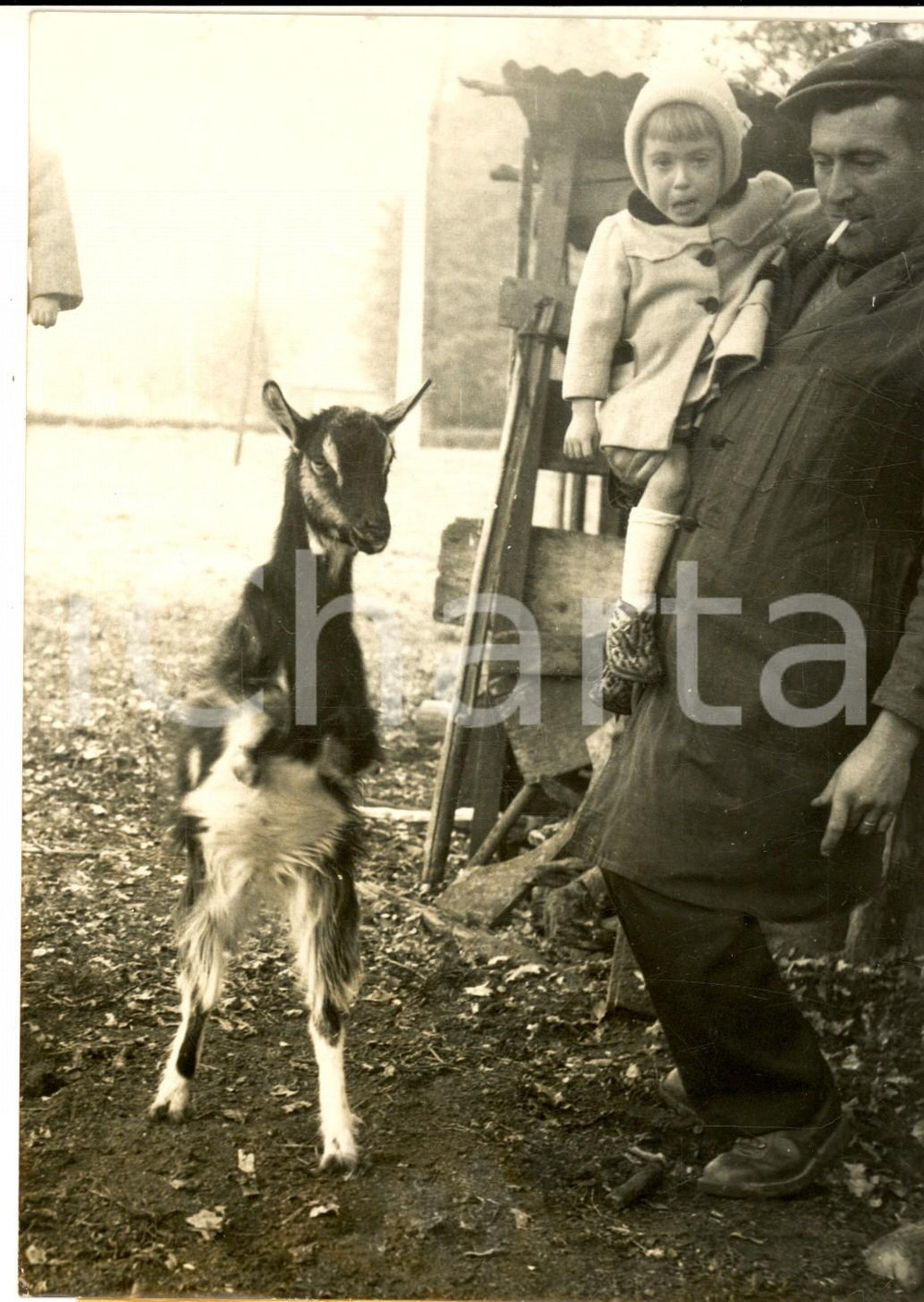 Fotografia d epoca originale 1957 LIMOUSIN / FRANCE ChÃ¨vre BAMBI se comporte comme un kangourou Photo 1