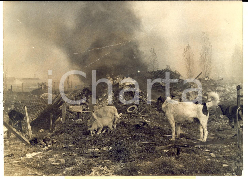 Fotografia d epoca originale 1960 NANTERRE Chiens dans la bidonville des musulmans algÃ©riens Photo 18x13 1