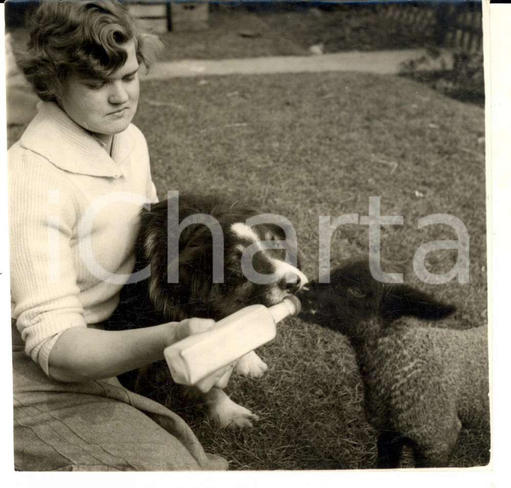 Fotografia d epoca originale 1955 CHEW MAGNA SOMERSET, UK A farm dog with Larry the lamb Photo 16x15 cm 1