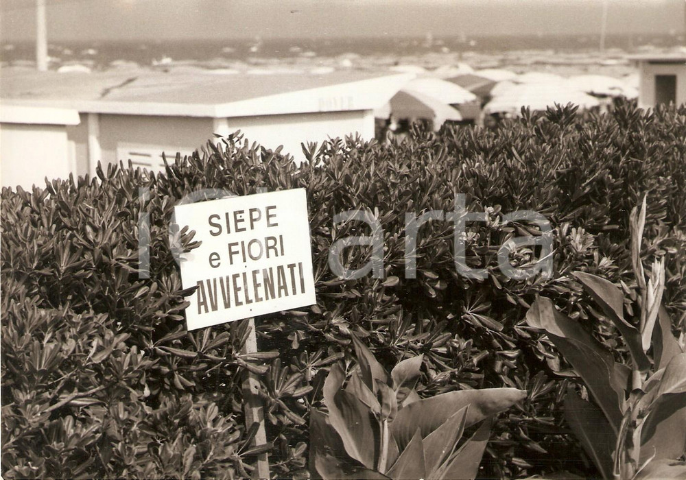 Fotografia d epoca originale 1970 RIMINI Siepi e fiori avvelenati sul lungomare Foto 18x12 cm 1