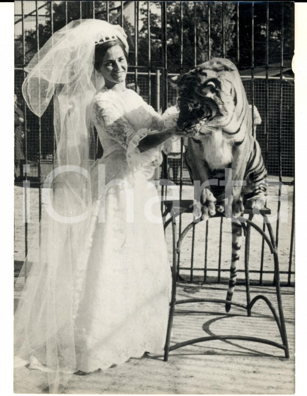 Fotografia d epoca originale 1965 SOUTHAMPTON Domatrice Mary CHIPPERFIELD con la tigre nel giorno delle nozze 1