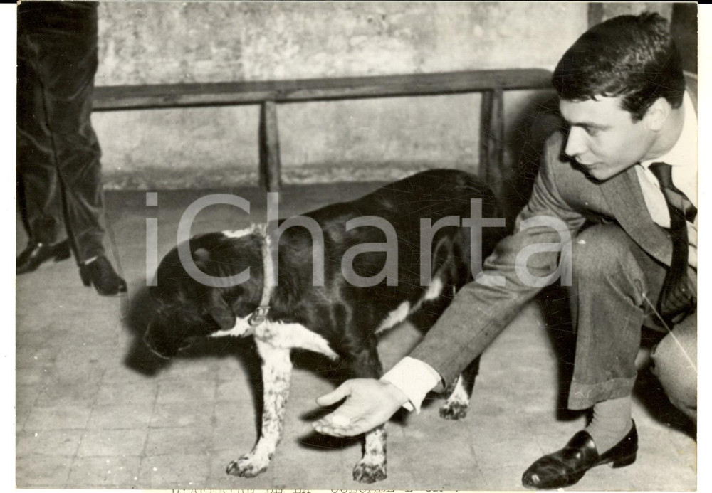 Fotografia d epoca originale 1960 SAINT PAUL DE VENCE Cane KIMIR testimone nel caso COLOMBE D OR Foto 1