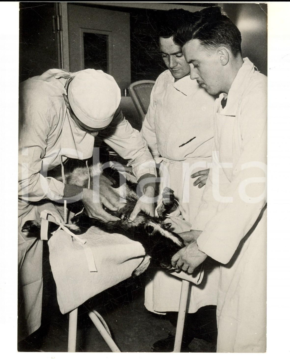 Fotografia d epoca originale 1961 PARIS Examen sur une chÃ¨vre exposÃ©e aux radiations de REGGANE Photo 13x18 1