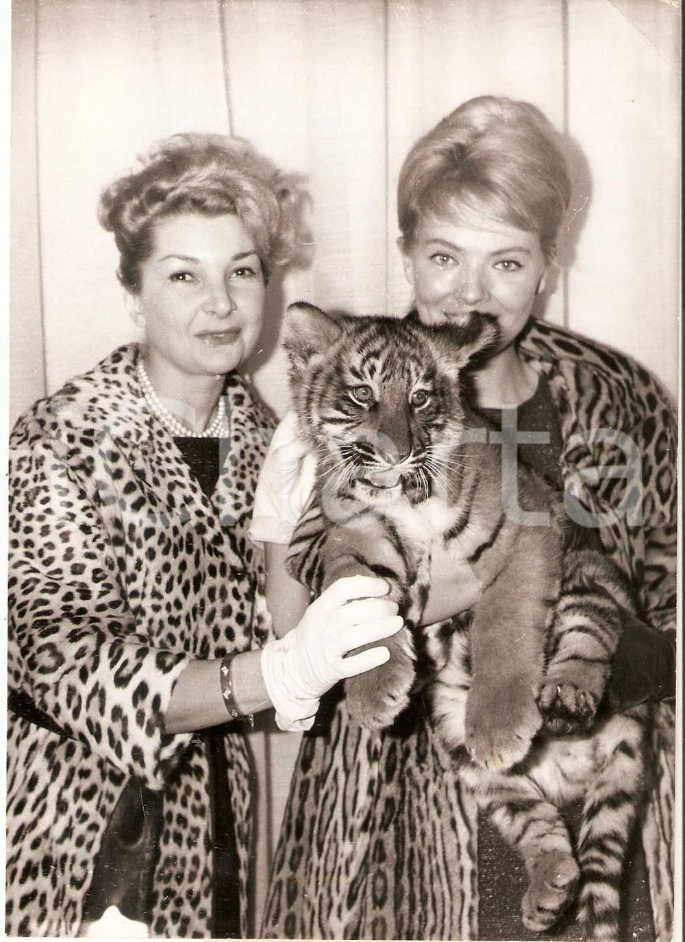Fotografia d epoca originale 1960 PARIS Corinne e Colette MARCHAND con tigrotto e pellicce di leopardo Foto 1