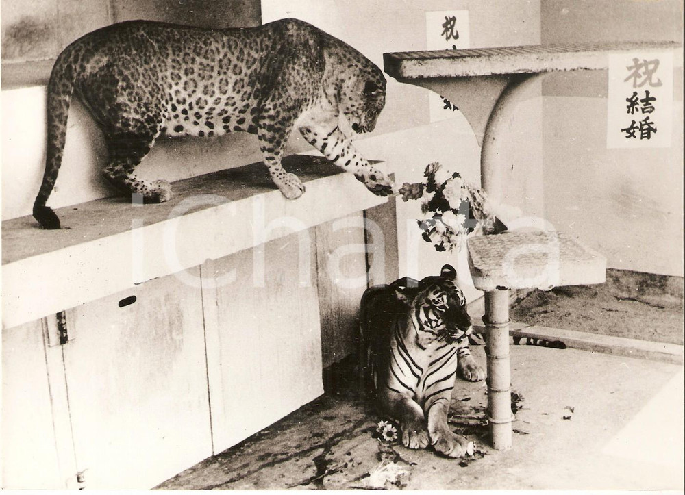 Fotografia d epoca originale 1968 HANSHIN ZOO JAPAN Wedding between a tiger and a leopard Foto 18x13 cm 1