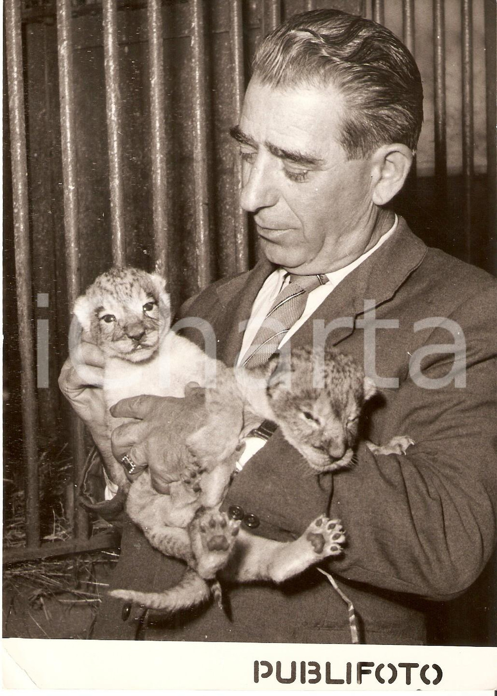 Fotografia d epoca originale 1954 ROMA I due leoncini nati allo zoo Foto 13x18 cm 1