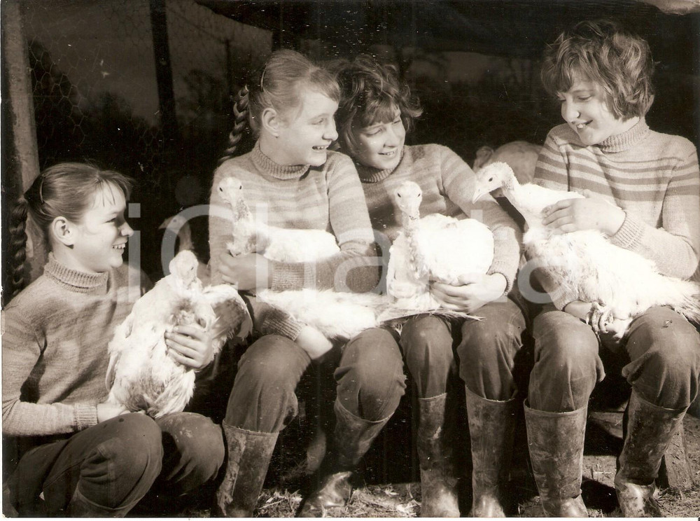 Fotografia d epoca originale 1960 NETTLETON Famous GOOD QUADS make friends with four turkeys Foto 20x15 cm 1
