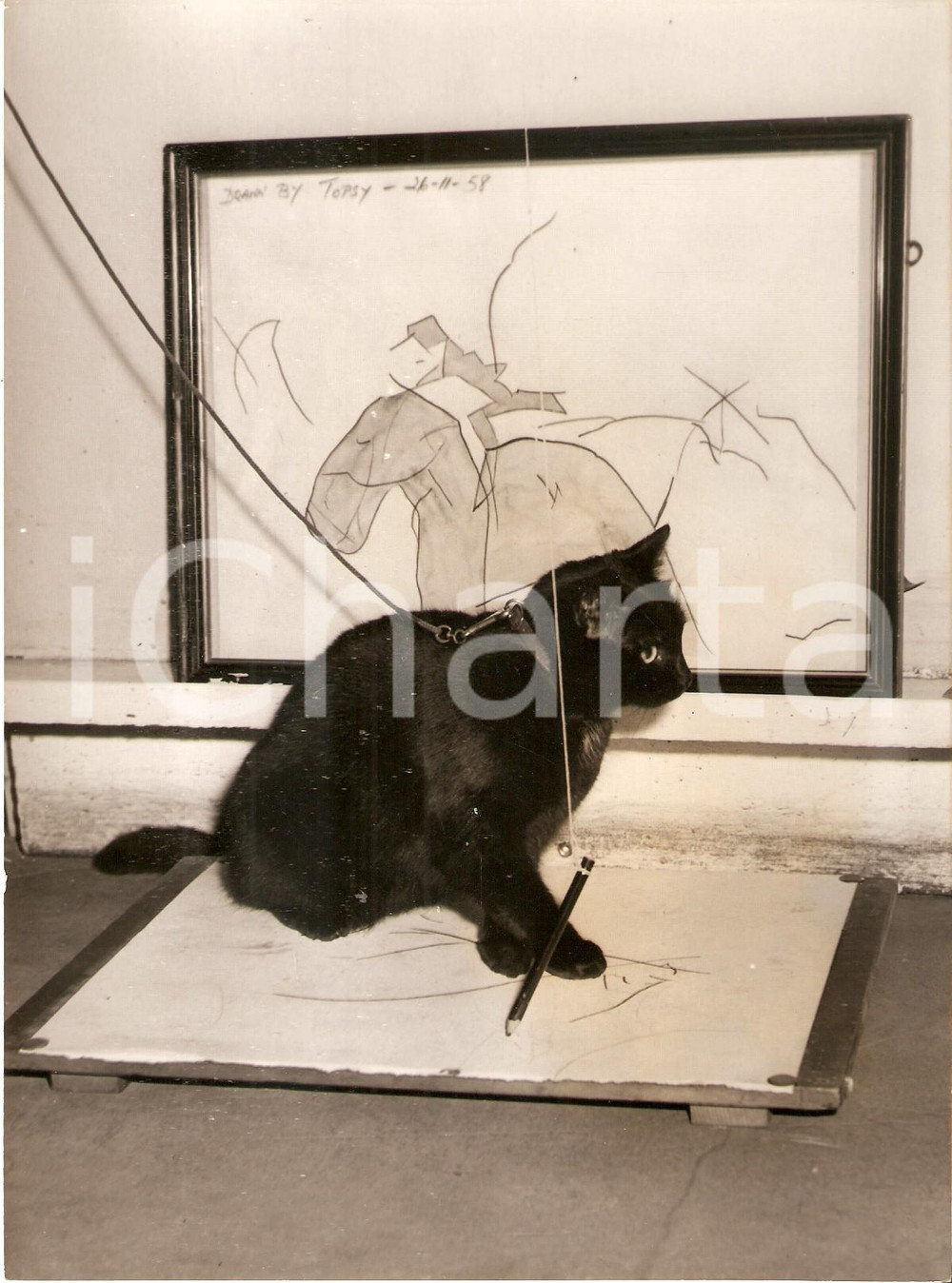 Fotografia d epoca originale 1961 LONDON  FOYLE S GALLERY The cat painter TOPSY during an art show Foto 1