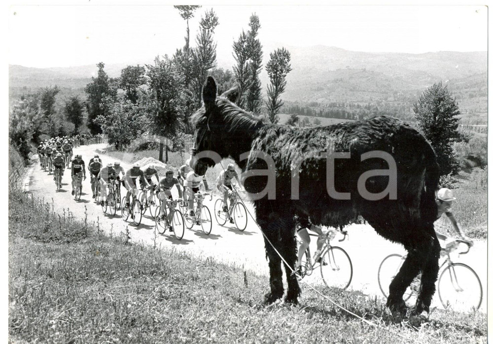 1959 CICLISMO 42°GIRO D'ITALIA Asinello tifoso assiste al passaggio dei ciclisti