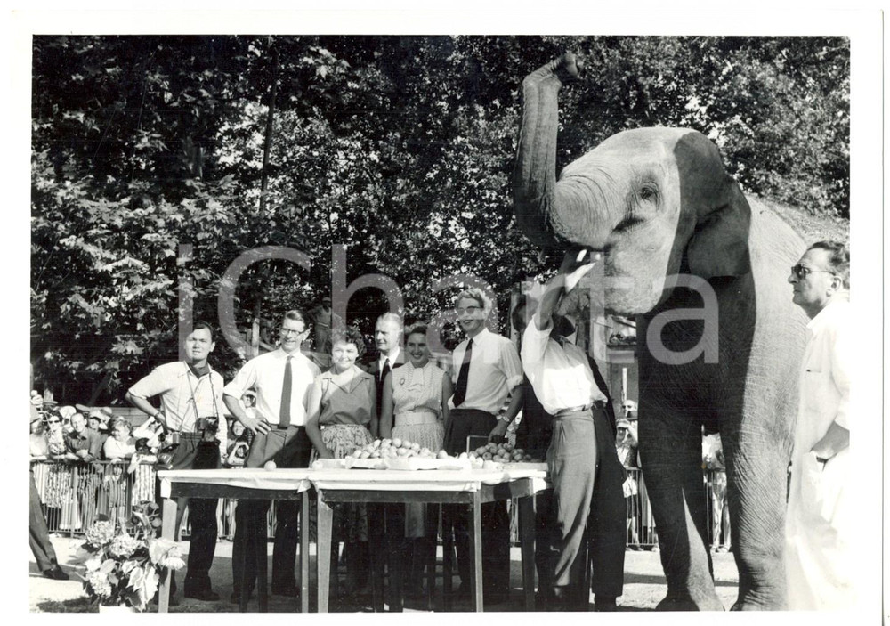 Fotografia d epoca originale 1959 TORINO Festa cittadina per l arrivo dell elefante JUMBO Foto 18x13 cm 1