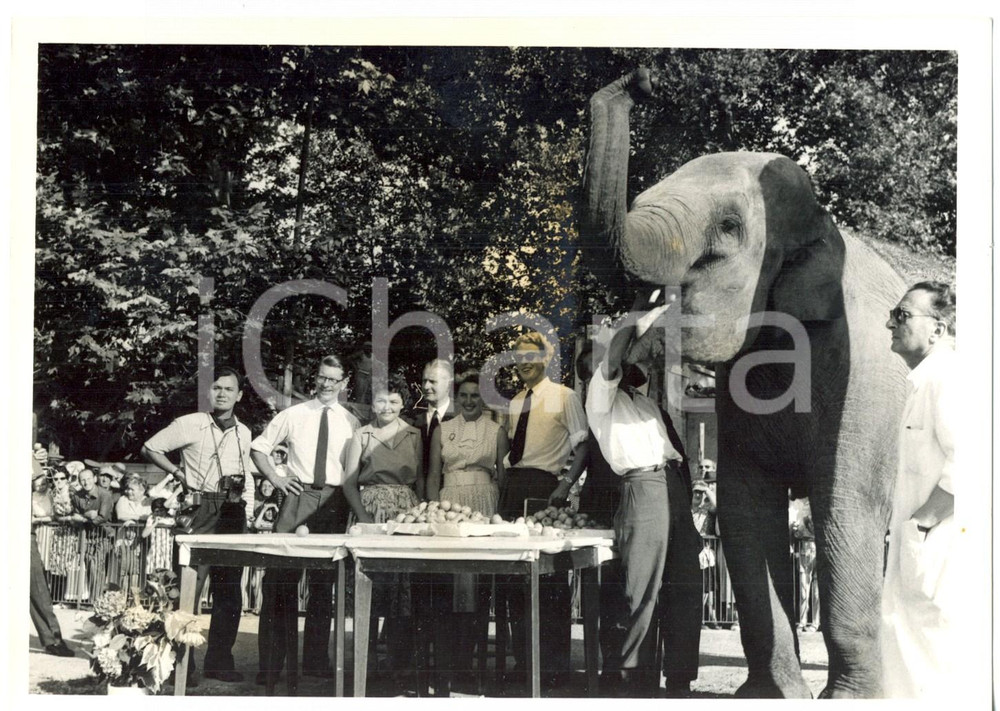 Fotografia d epoca originale 1959 TORINO La cittÃ  festeggia il ritorno dell elefante JUMBO Foto 18x13 cm 1