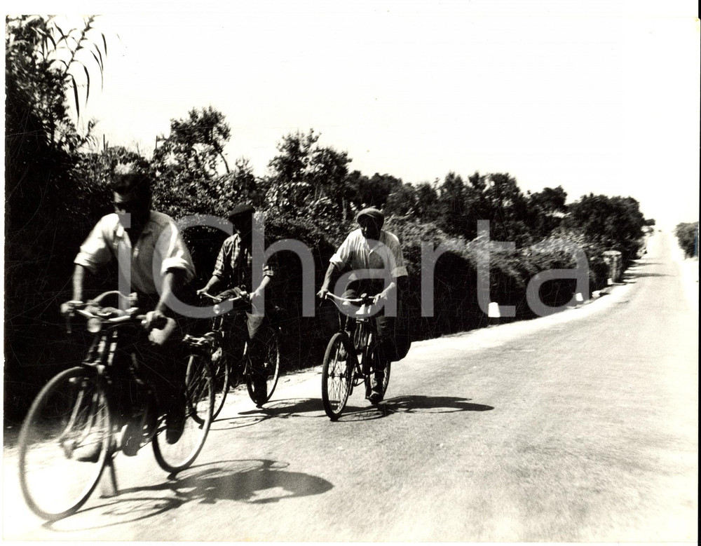 Fotografia d epoca originale 1960 ca SICILIA AGRICOLA Contadini al lavoro in bicicletta Foto DANNEGGIATA 1