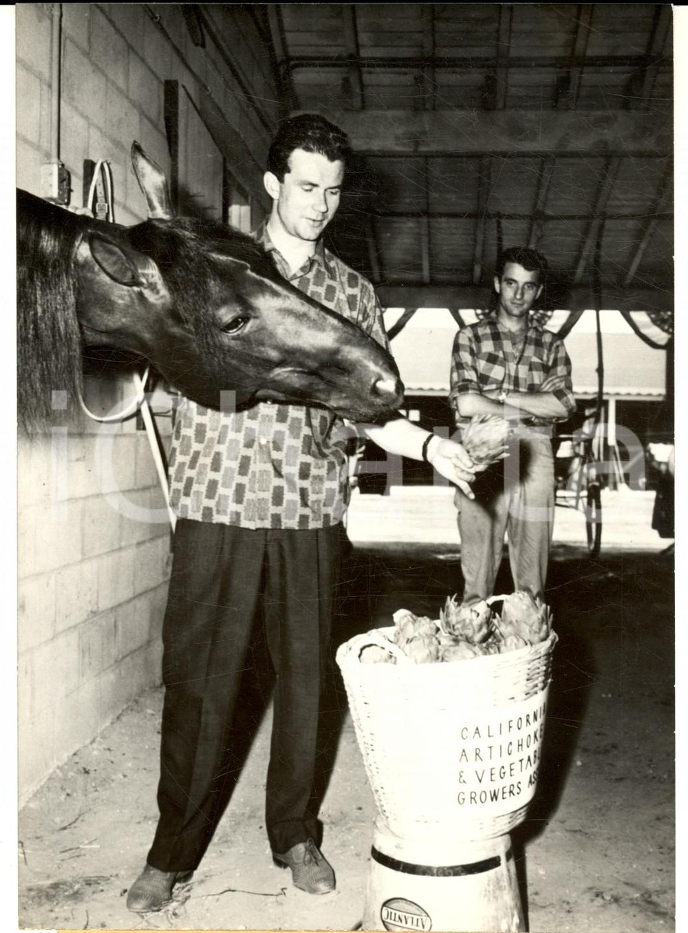 Fotografia d epoca originale 1959 NEW YORK ROOSEVELT Raceway  Il cavallo Jamin mangia carciofi Foto 1