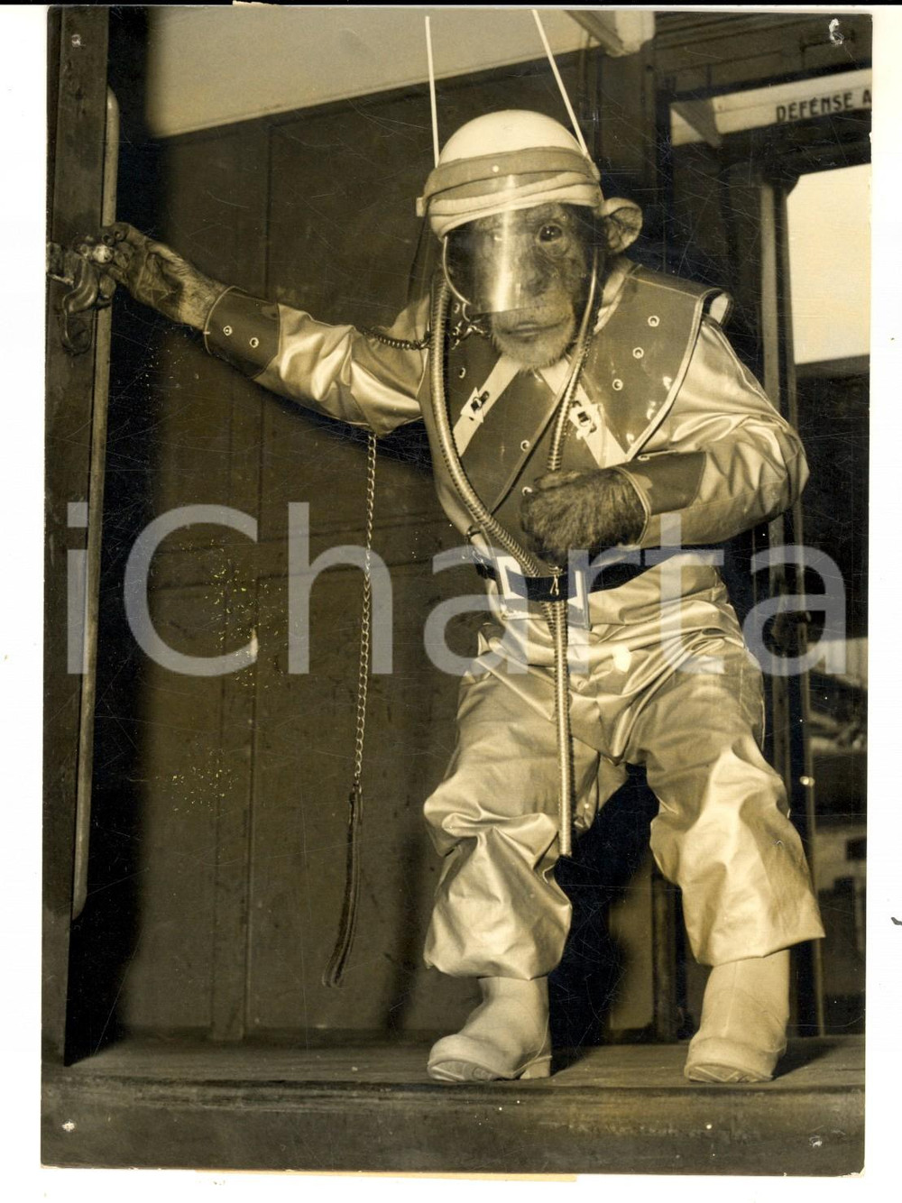 Fotografia d epoca originale 1955 ca PARIS CongrÃ¨s Association AMIS DES BETES ChimpanzÃ© avec vÃªtement spatial 1