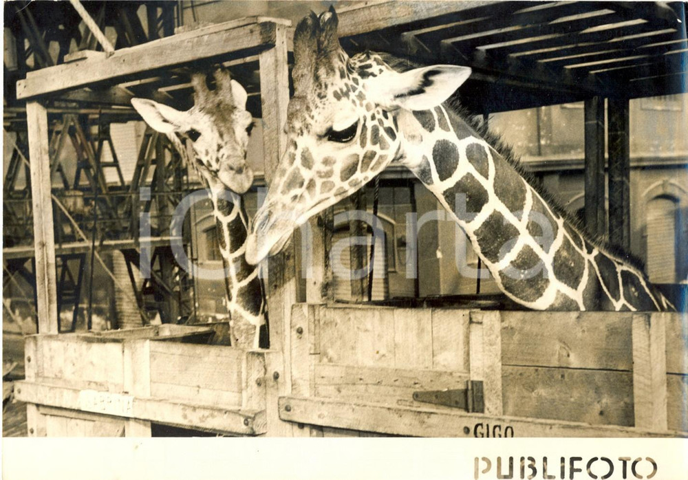 Fotografia d epoca originale 1955 NAPOLI Nuove giraffe in arrivo allo zo della città Fotografia 18x13 cm 1