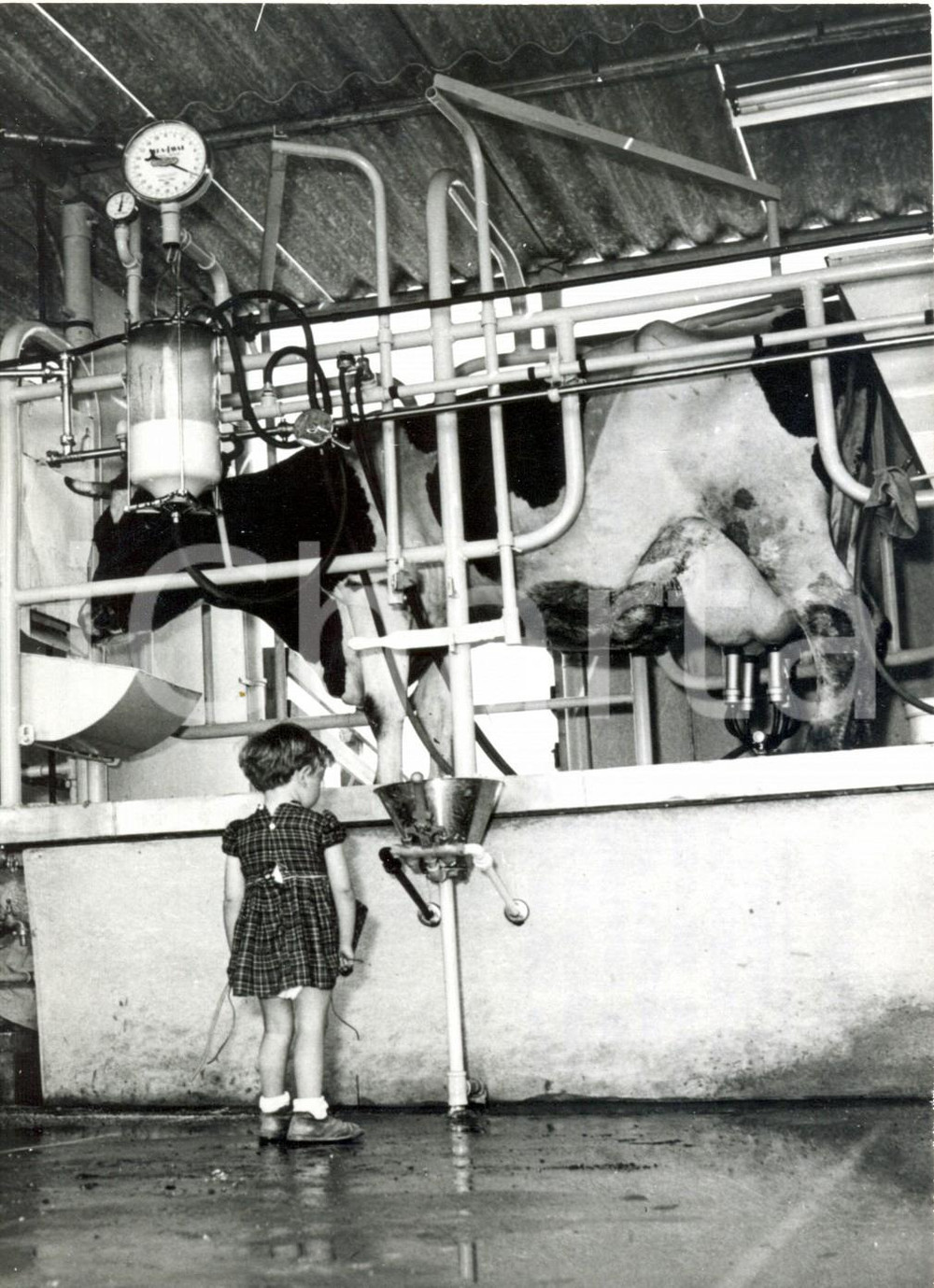 Fotografia d epoca originale 1971 ISRAELE Kibbutz  Una bambina guarda la mungitura automatica di una mucca 1