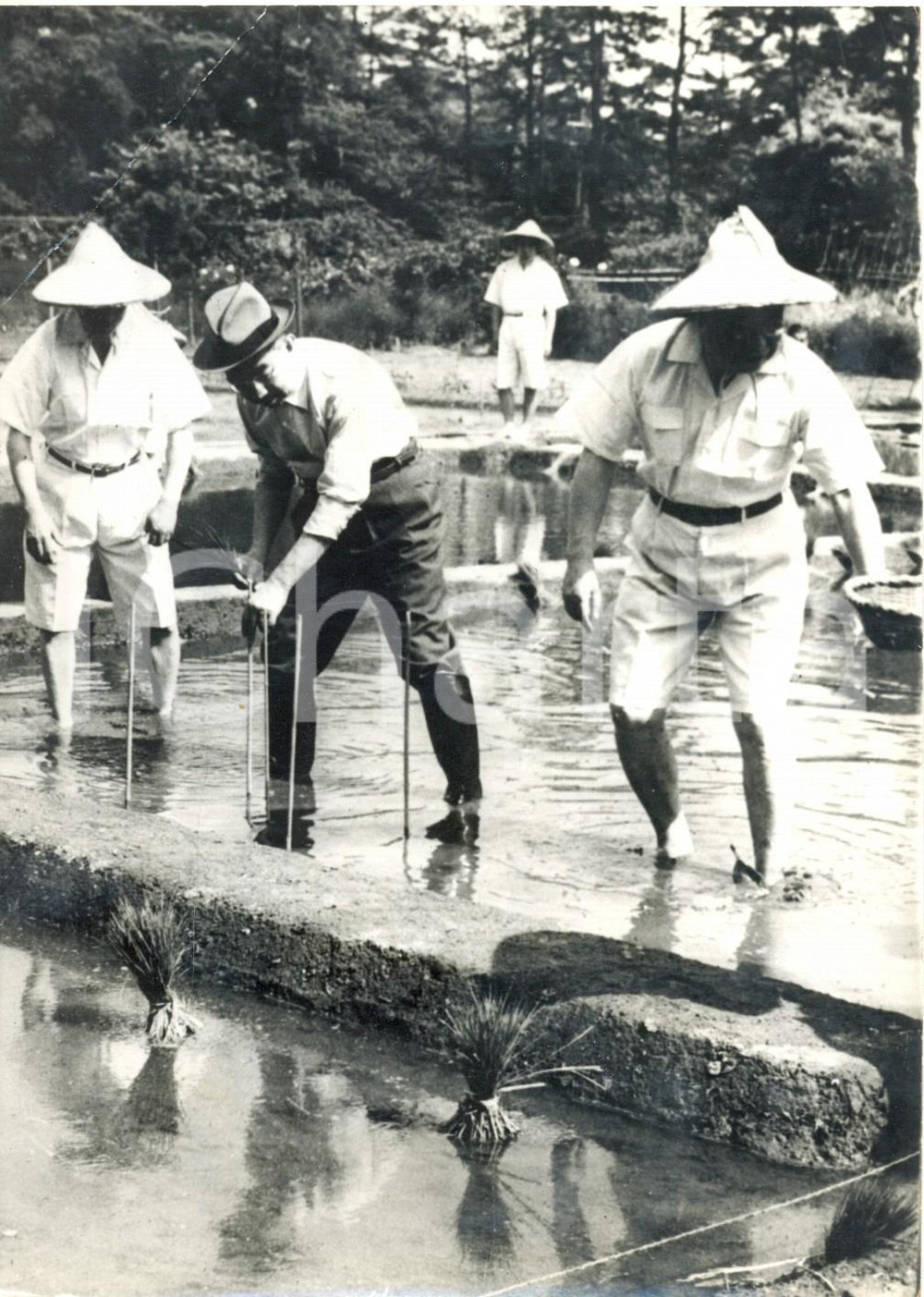 Fotografia d epoca originale 1962 TOKYO Palazzo Imperiale  Trapianto del Riso  Imperatore HIROHITO Foto 1