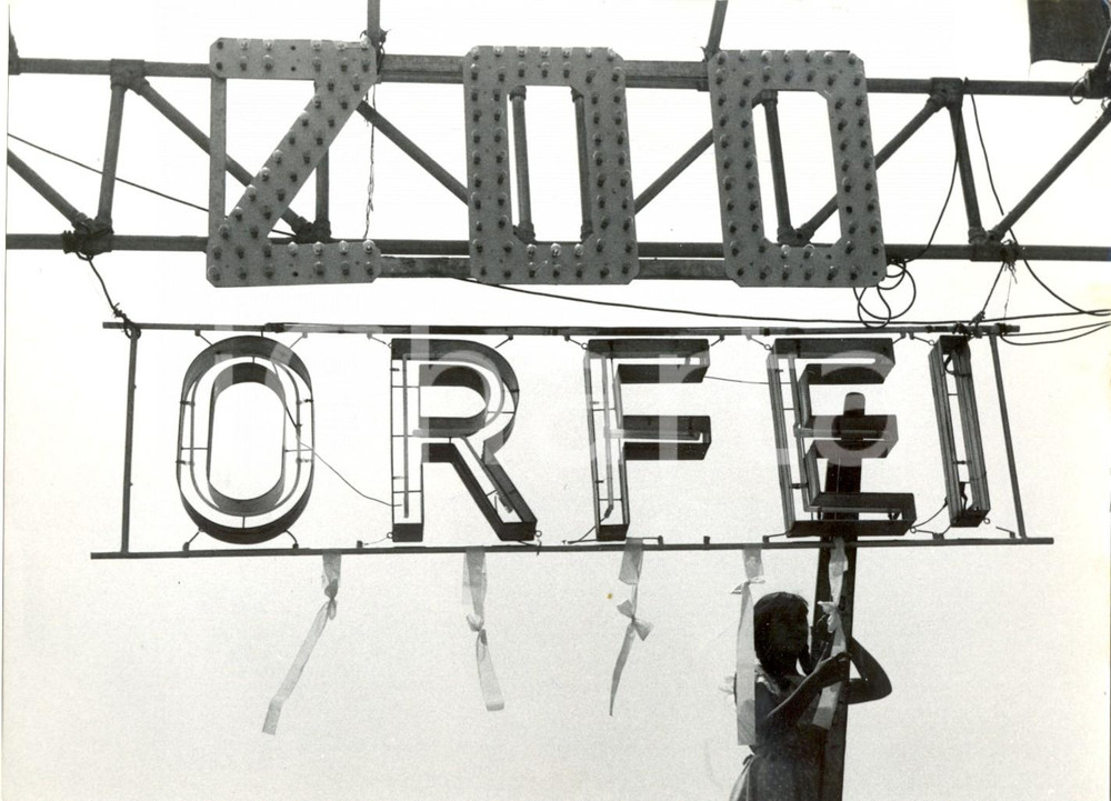 Fotografia d epoca originale 1954 MILANO Circo ORFEI Festa per la nascita di cinque cuccioli di leone Foto 1