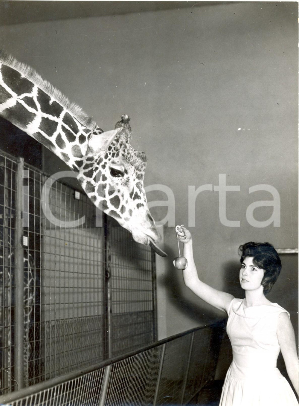 Fotografia d epoca originale 1959 DUBLIN ZOO  Irene MURRAY feeds with apple the giraffe Charlie Photo 15x20 1