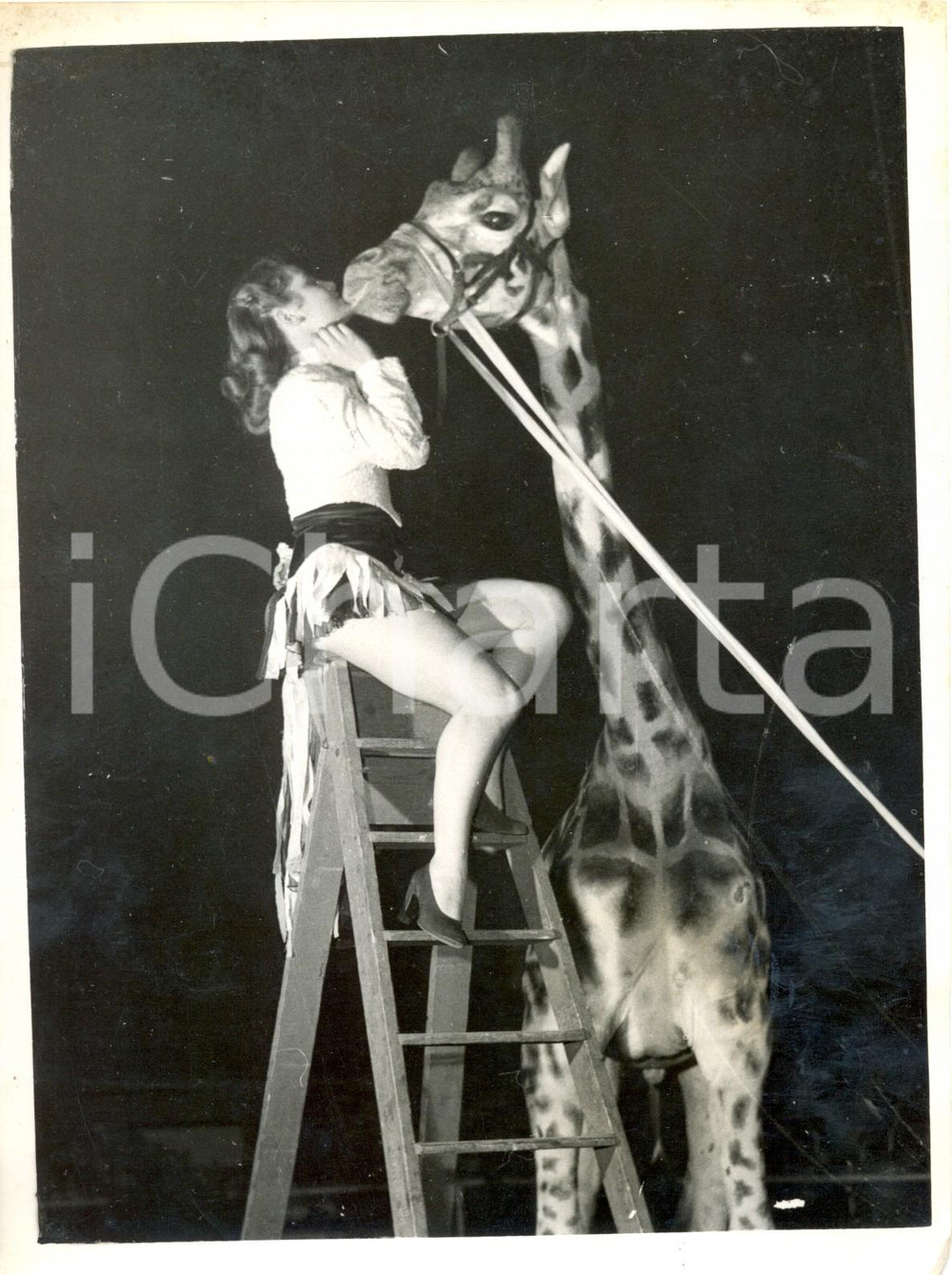 Fotografia d epoca originale 1962 LONDON  Harringay Circus  Margot PRITCHARD kisses the giraffe George 1