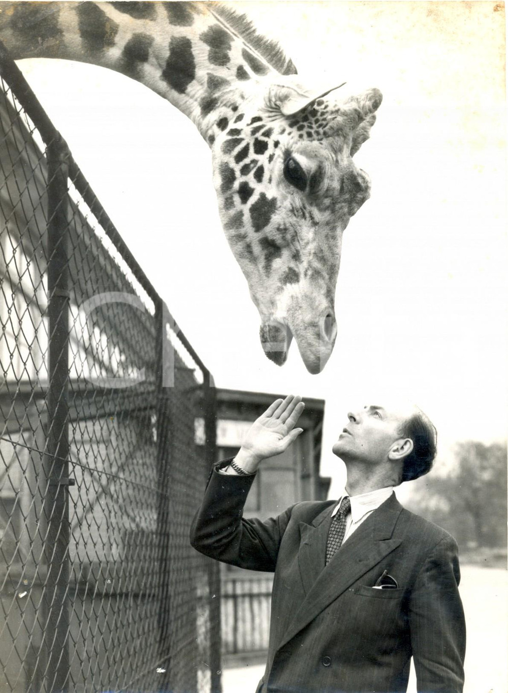 Fotografia d epoca originale 1957 BELLE VUE ZOO MANCHESTER  Gerald ILES says goodbye to the giraffe YOUKI 1