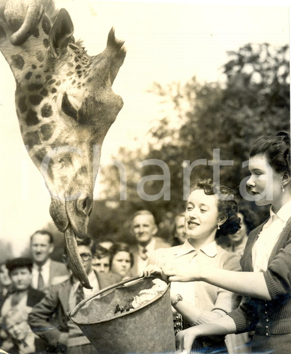 Fotografia d epoca originale 1953 LONDON ZOO  Jean COWELL Sheila JACKSON feed the giraffe MAUD Photo 1