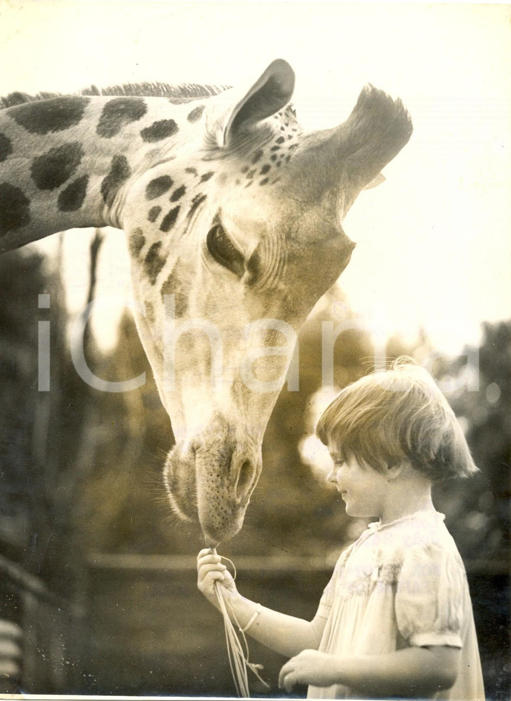 Fotografia d epoca originale 1953 LONDON ZOO  Jill FREEMAN feeds the giraffe with a carrot Photo 15x20 cm 1