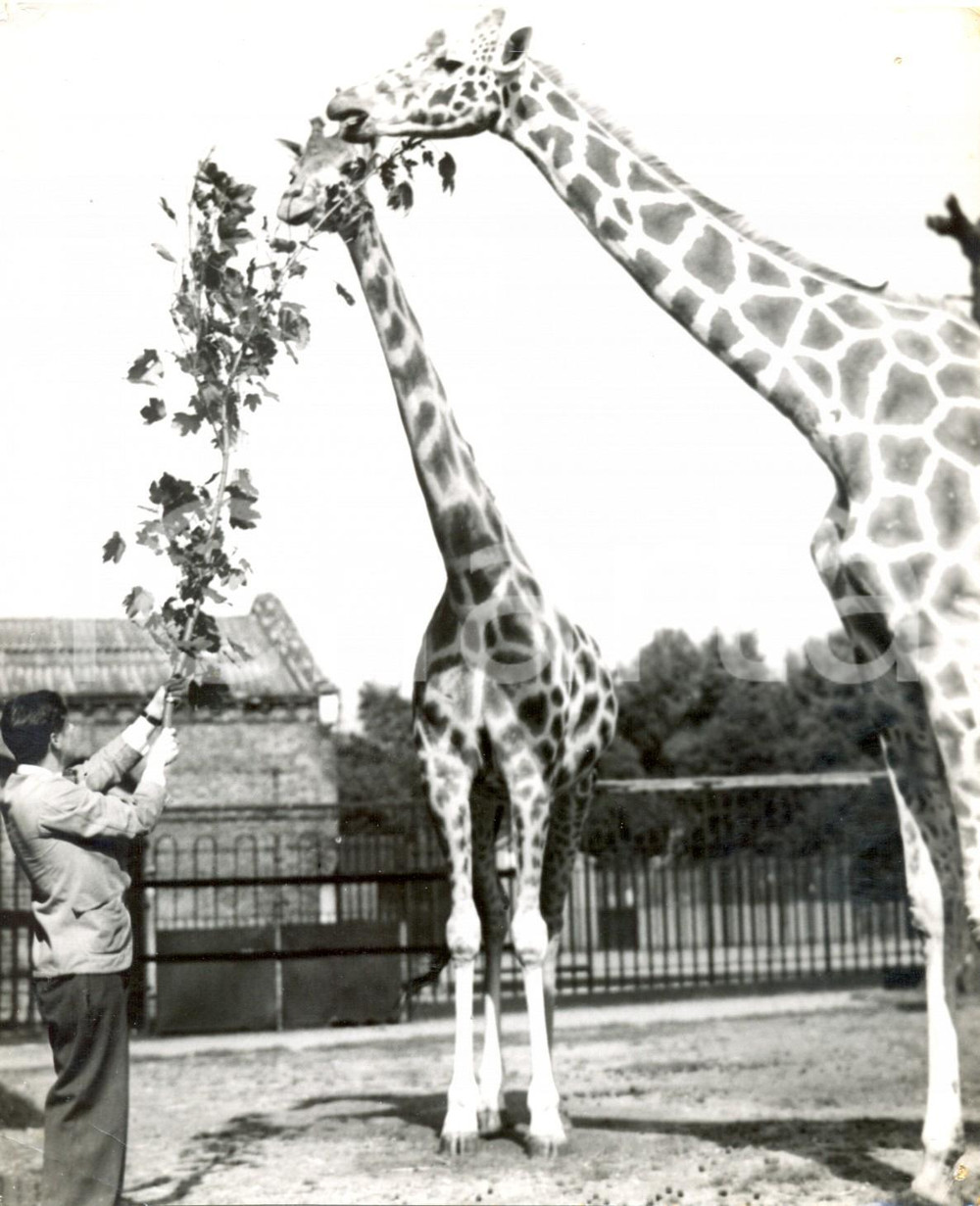 Fotografia d epoca originale 1958 LONDON ZOO Keeper Bill GRIBBLE offers aircooled meal to the giraffes 1