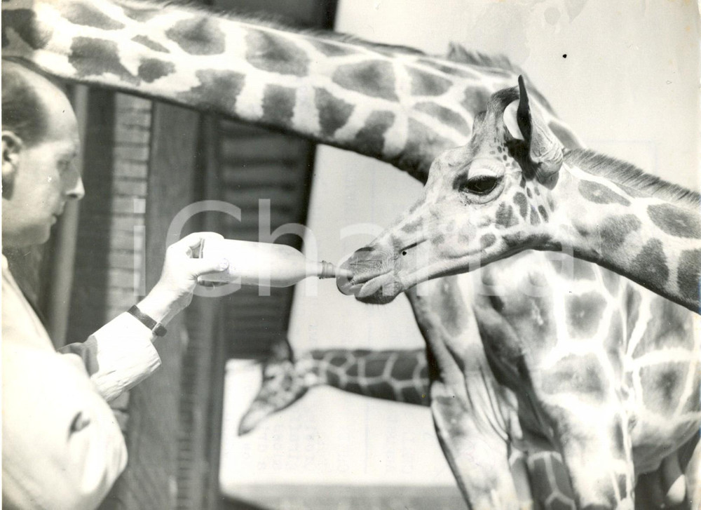 Fotografia d epoca originale 1955 LONDON ZOO  Baby giraffe CHRIS likes eating by feeding bottle Photo 20x15 1