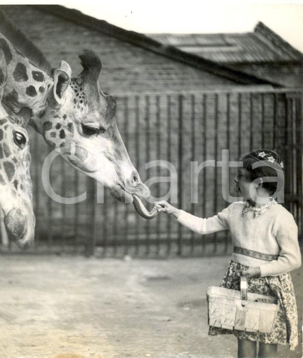 Fotografia d epoca originale 1953 LONDON ZOO  Susan JOHNSON is amazed by the giraffe MAUDIE s long tongue 1