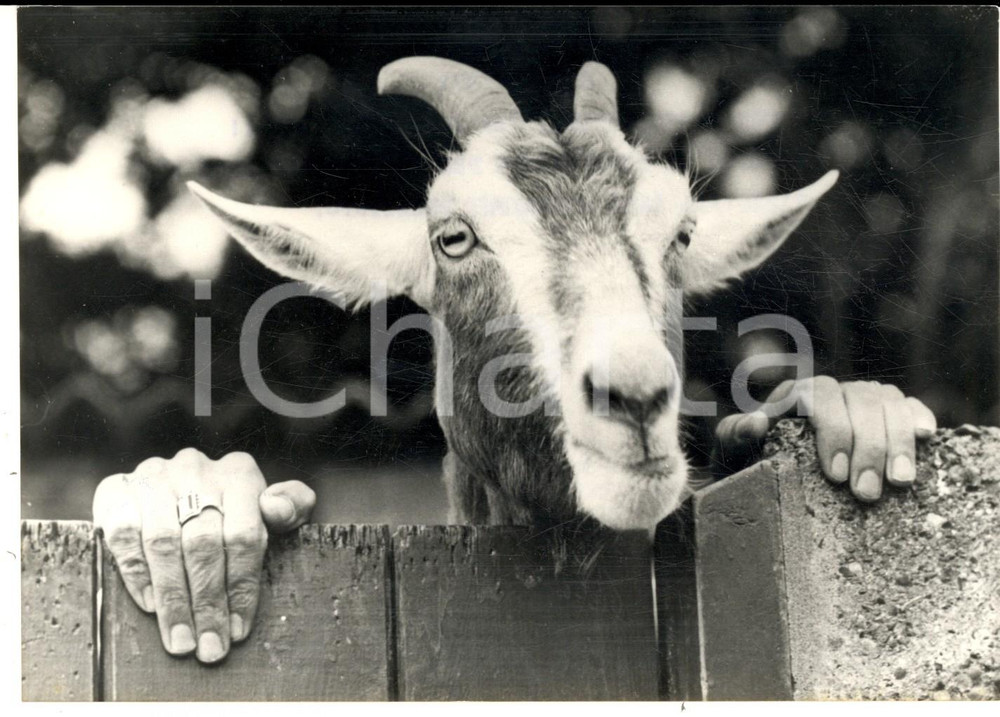 Fotografia d epoca originale 1971 ROMA Capra con mani umane ascolta la televisione Foto CURIOSA 18x13 cm 1