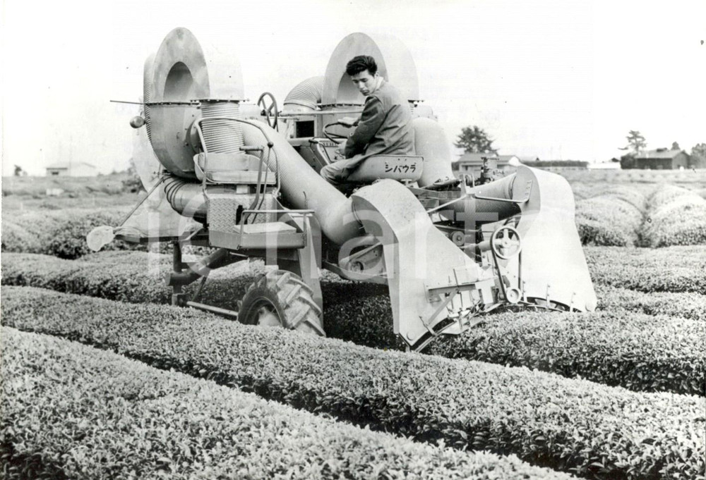 Fotografia d epoca originale 1973 JAPAN Operaio raccoglie il tÃ¨ con una moderna macchina automatica Foto 1