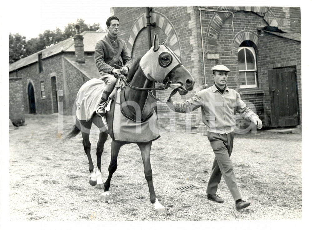 Fotografia d epoca originale 1960 NEWMARKET UK  Horse ANTELAMI is led out for exercise by Bruno FRIGERIO 1
