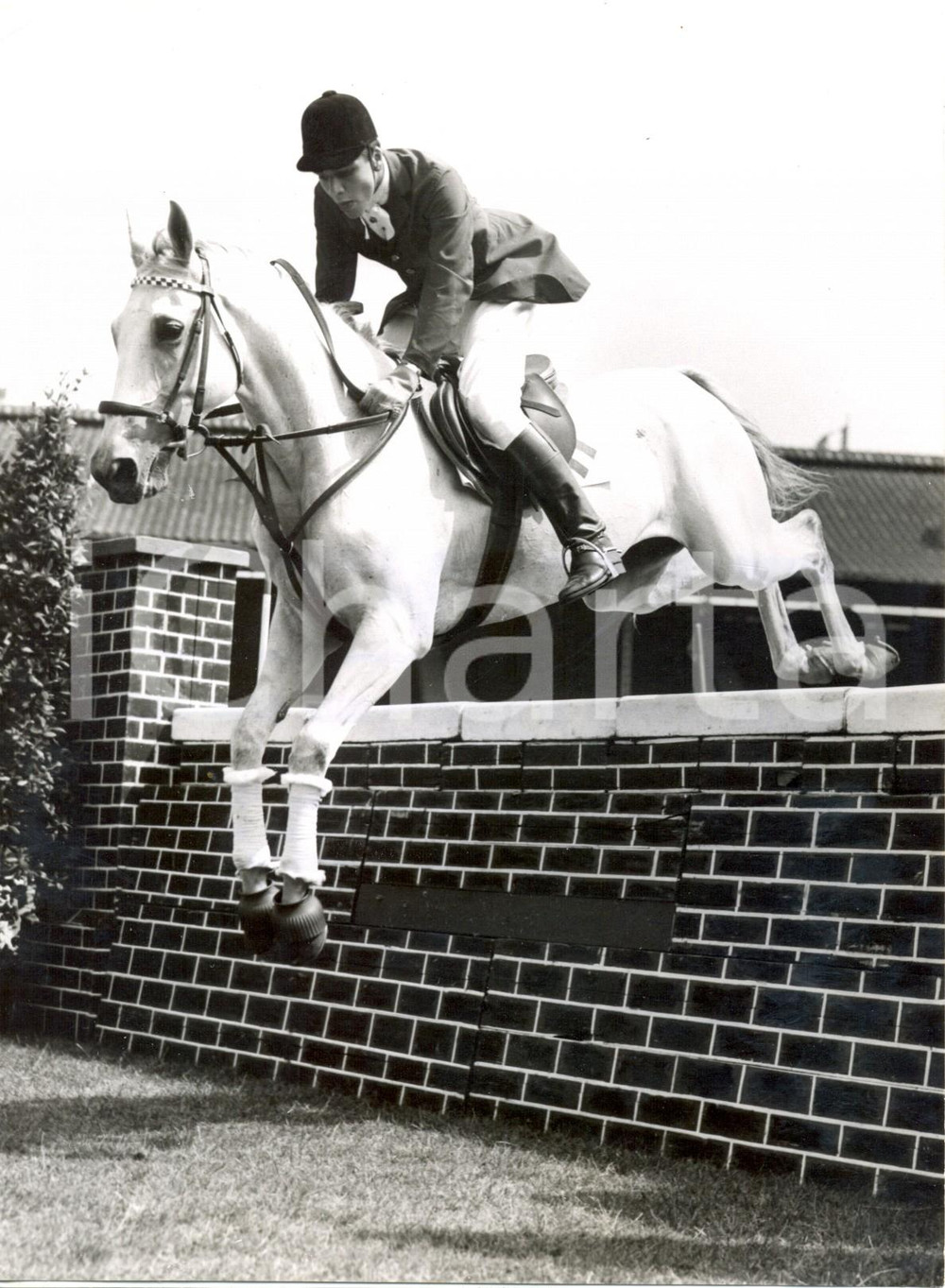 Fotografia d epoca originale 1959 LONDON  Junior Trial Stakes Royal Horse Show  Gualtiero CASTELLINI Photo 1