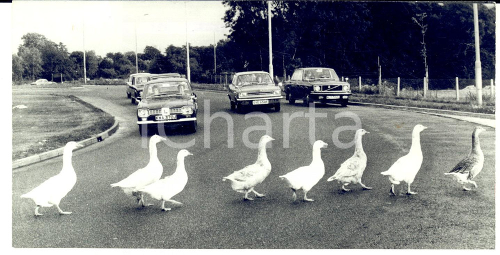 Fotografia d epoca originale 1973 ENGLAND Gruppo di oche attraversa la strada Foto CURIOSA 18x9 cm 1