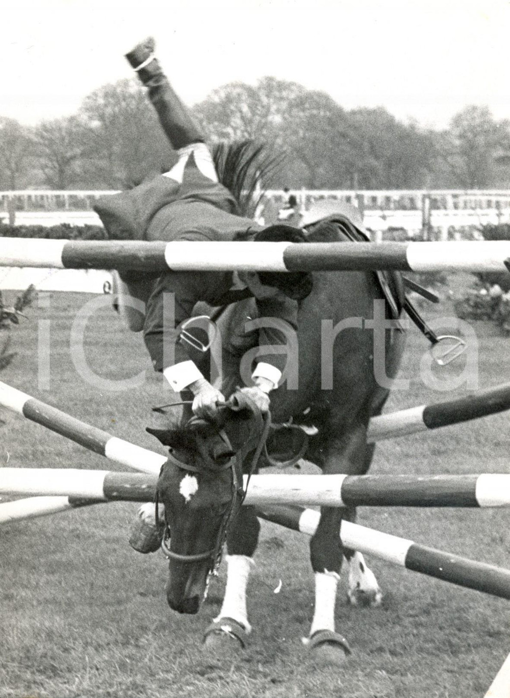 Fotografia d epoca originale 1960 ASCOT JUMPING SHOW  Irish Rover catapulting rider LENNY Photo 15x20 cm 1