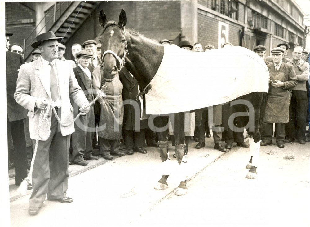 Fotografia d epoca originale 1958 KING GEORGE V DOCK LONDON  Horse Bali Ha I arrives from New Zeland Photo 1
