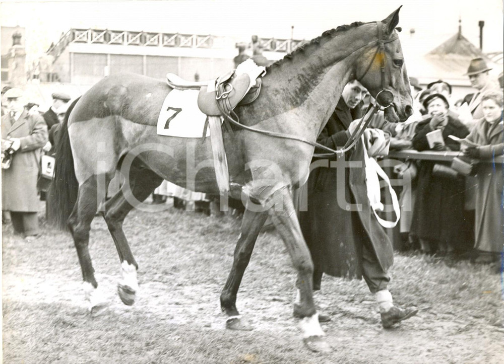 Fotografia d epoca originale 1959 IRISH GRAND NATIONAL  MAGNIER training horse TOP TWENTY Photo 20x15 cm 1