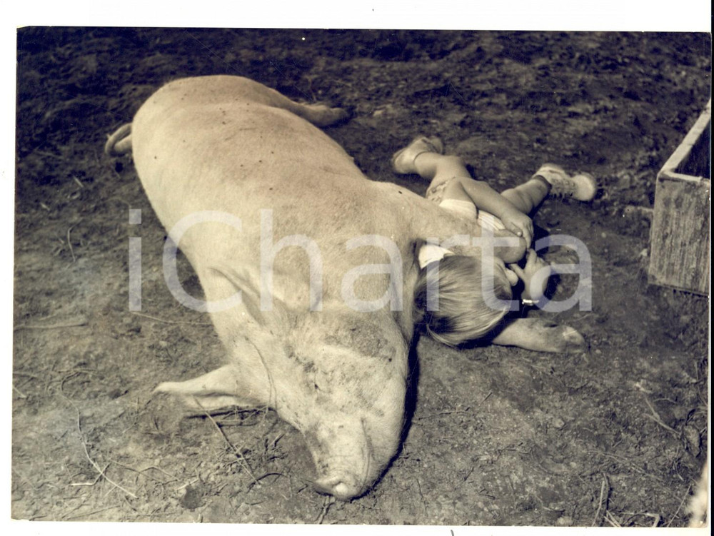 Fotografia d epoca originale 1962 SAINTGILDASDESBOIS Truie COCO de 90 kilos avec un enfant Photo 18x13 1