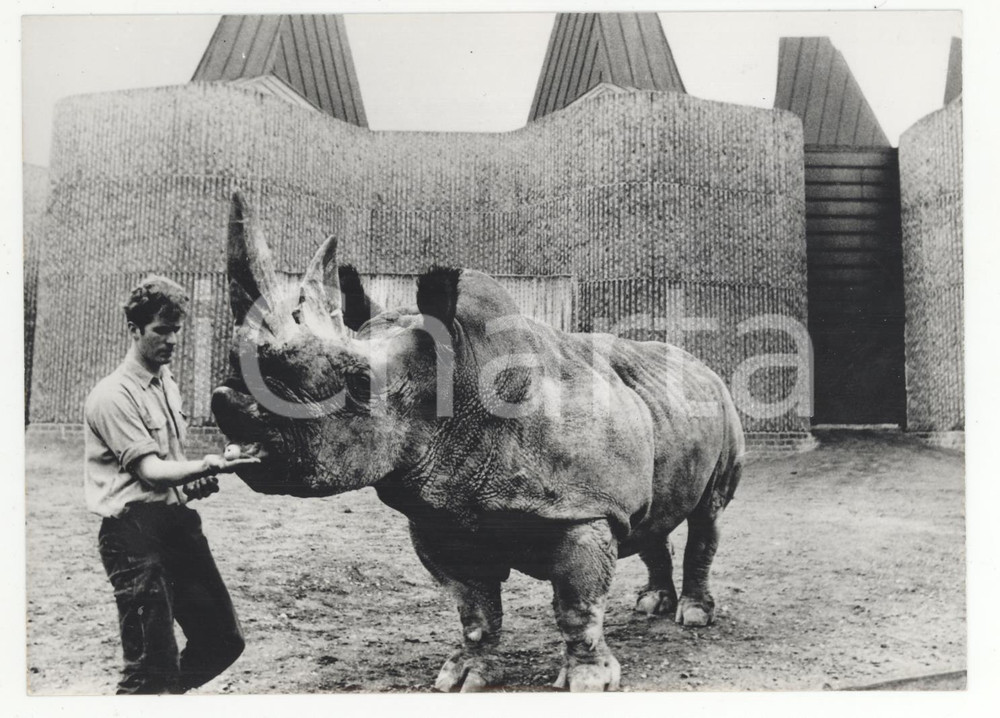 Fotografia d epoca originale 1968 LONDON ZOO Architettura minimalista moderna per la casa del rinoceronte 1