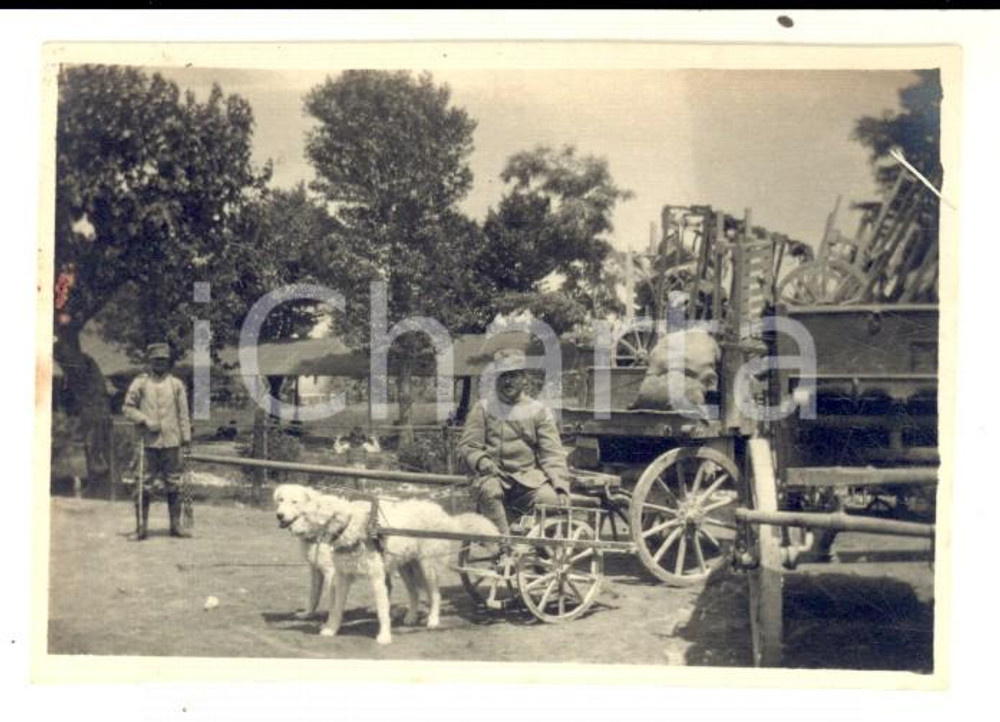 Fotografia d epoca originale 1916 WW1 ZONA DI GUERRA Ufficiali con carretto tirato da cani Foto CURIOSA 8x6 1