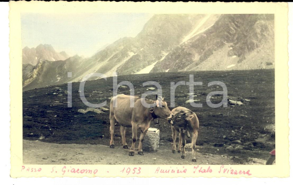 Cartolina originale da collezione 1953 PASSO SAN GIACOMO  Confine  Amicizia italosvizzera Cartolina VINTAGE 1