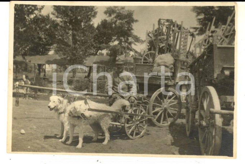 Fotografia d epoca originale 1915 ca WW1 SAN VITO AL TORRE Soldato con carretto tirato dai cani Foto 8x 1