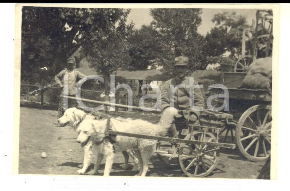 Fotografia d epoca originale 1915 ca WW1 SAN VITO AL TORRE Soldati con carretto tirato dai cani Foto 8x5 1
