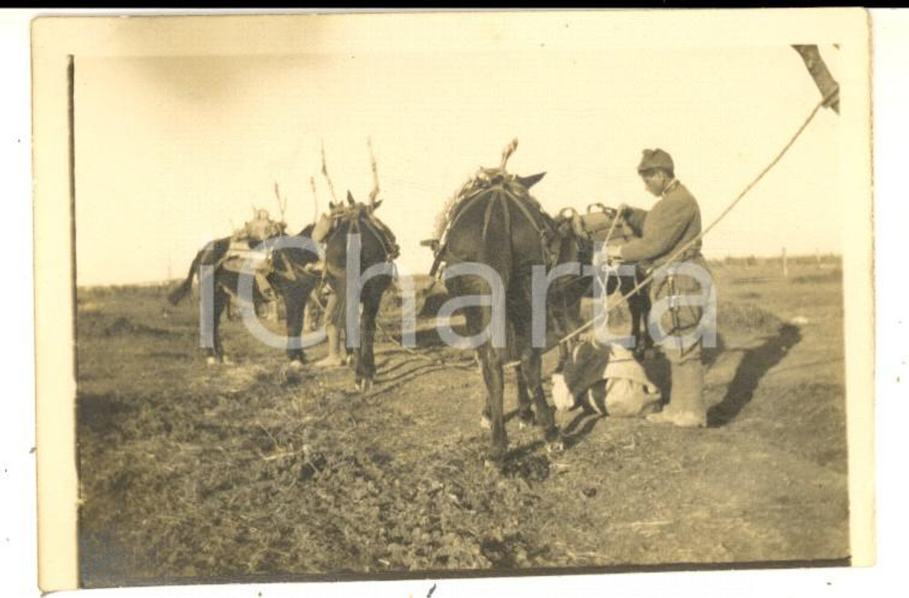Fotografia d epoca originale 1916 WW1 ZONA DI GUERRA Soldato carica i muli da trasporto Foto 9x6 cm 1