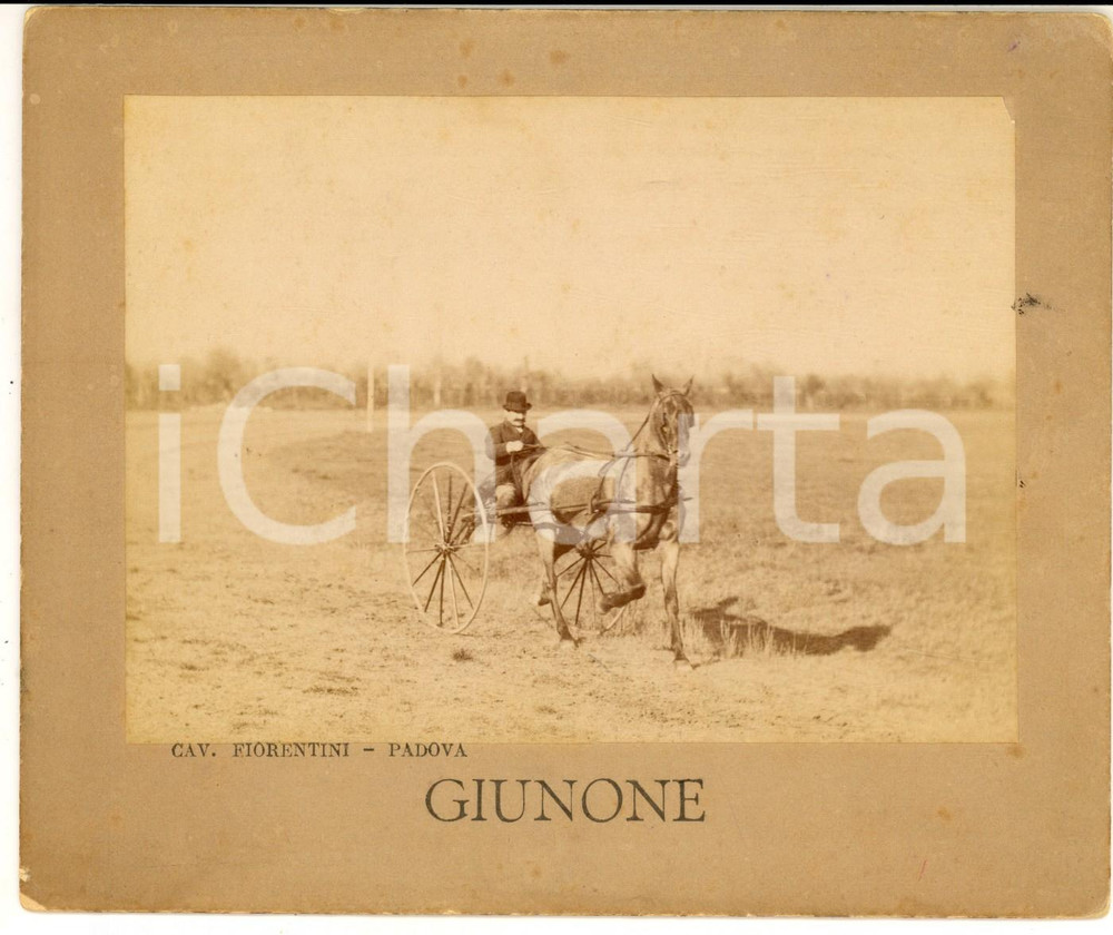Fotografia d epoca originale 1900 ca PADOVA IPPICA TROTTO Il cavallo GIUNONE in allenamento Foto 17x15 RARA 1